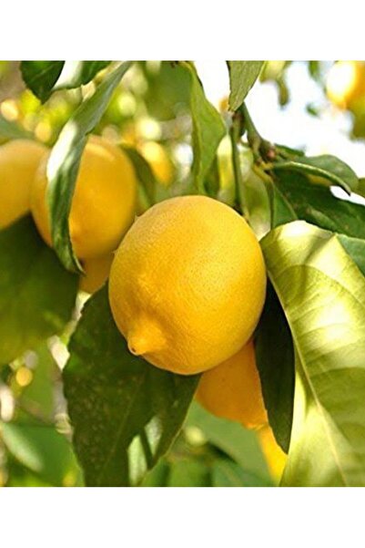 Store Mayer Limon Ağacı (Gelişmiş büyük form)