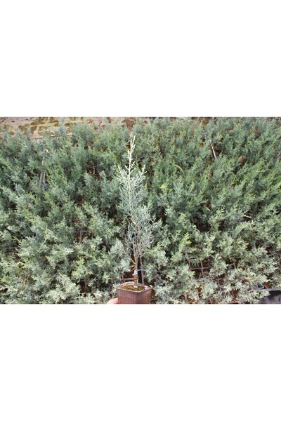 Tunç Botanik MAVİ SERVİ - AŞILI ÇİT BİTKİSİ (ARİZONA SERVİSİ)