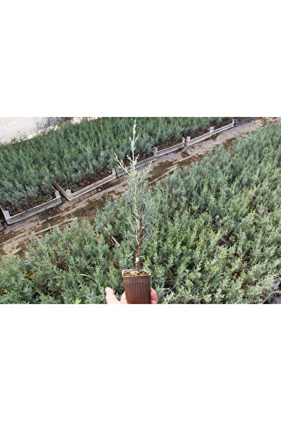 Tunç Botanik MAVİ SERVİ - AŞILI ÇİT BİTKİSİ (ARİZONA SERVİSİ)