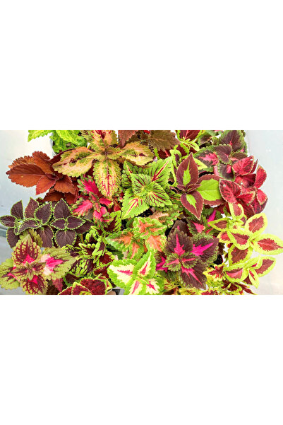 Mimoza Yaprak Güzeli Kolyos Çingene Şalvarı İkili Set