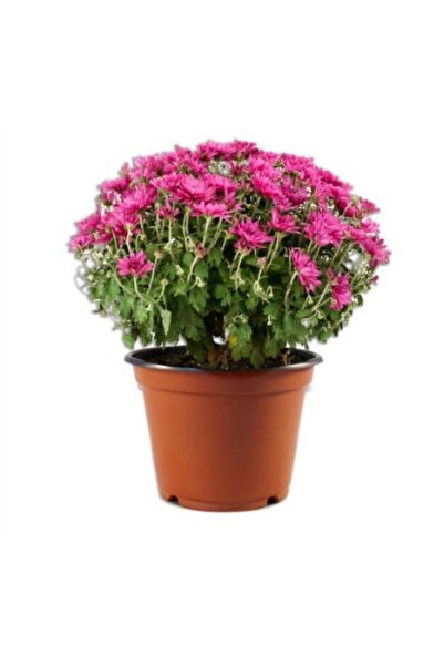 Mimoza Bitki Market Pembe Kasımpatı Krizantem Hüzün Çiçeği 5-10 Cm Chrysanthemum