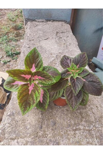 GÜNEŞ AİLESİ ORGANİK TARIM Yaprak Güzeli Yaprağı Güzel Kolyos Çiçeği Özel Ren...