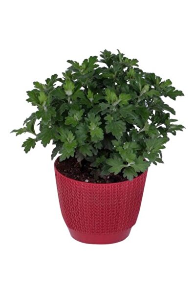 Mimoza Kırmızı Renk 10-20 cm Kasımpatı
