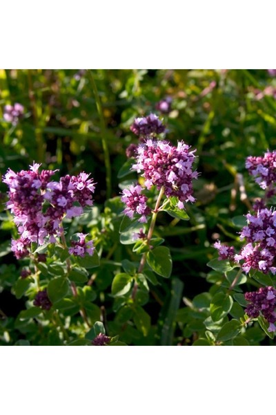 Tunç Botanik İSTANBUL KEKİĞİ - Origanum Vulgare