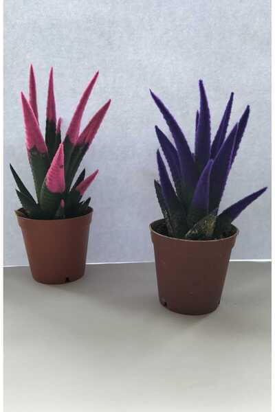 YSR HOME Kadife Kaplama Sukulent İkili Pembe ve Mor 5.5 cm Saksıda Ev,Ofis,Salon Bitkisi