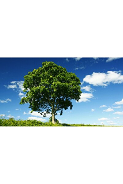 Tunç Botanik DİŞBUDAK AĞACI FİDANI 3 ADET