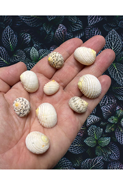 Flea Market Истинска морска черупка - Voluptas - Цяла - (60 грама, приблизите...