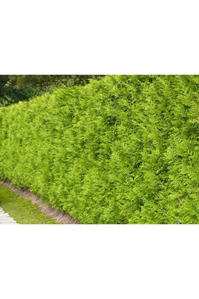 Tunç Botanik ALTUNİ MAZI FİDANI 20 ADET - SARI ÇİT BİTKİSİ