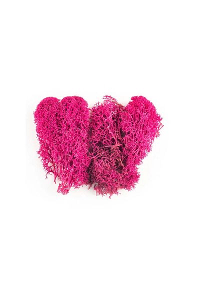 Jordania Model Je00-0502045 Seaweed Violet 10gr