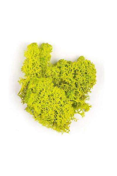 Jordania Model Je00-0501515 Seaweed Apple Green 10gr