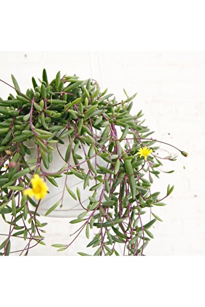 Tunç Botanik Yakut Kolyesi – Othonna capensis