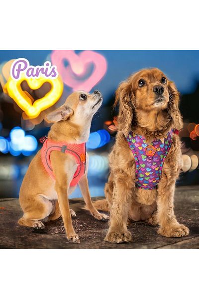 Pawstar Paris 2-Piece Air-mesh Dog Collar Cat Collar Dog Collar