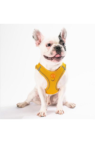 Pawstar طوق ذهبي شبكي للقطط والكلاب