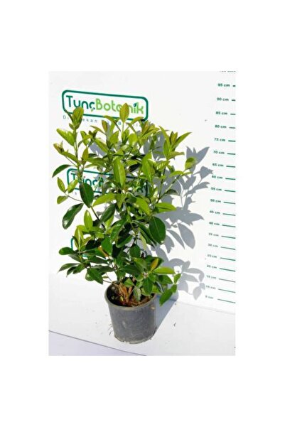 Tunç Botanik KARTOPU LUCİDUM 5 ADET- 1 METRE ÇİT BİTKİSİ