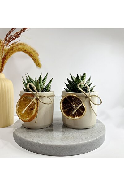 Sukulent Canlı Çiçek Ve Geometrik Saksı Portakallı Haworthia Limifolia