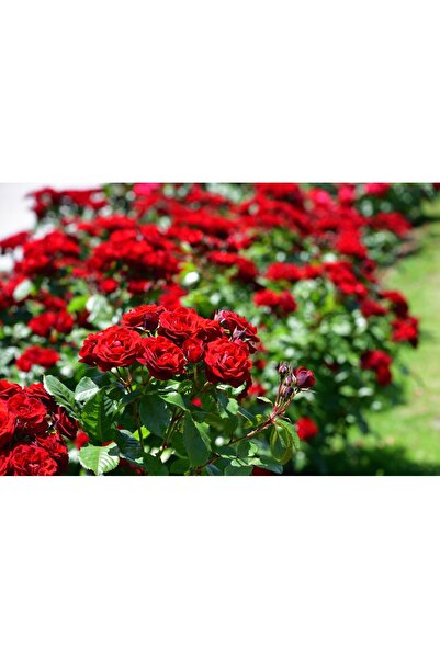 Tunç Botanik GÜL FİDANI - KIRMIZI AŞILI YEDİVEREN BAHÇE GÜLÜ 30-40 cm
