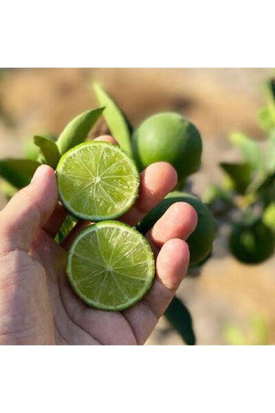 Store Misket lime Limon Haiti Limon Ağacı Fidanı (büyük boy)