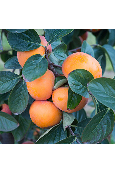 Tunç Botanik 1 ADET ROJO BRİLLANTE HURMA FİDANI 3 YAŞ TÜPLÜ