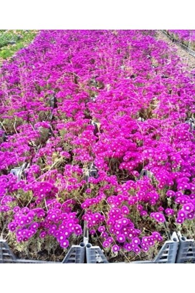 Tunç Botanik İZMİR GÜZELİ ÇİÇEĞİ 45 ADET