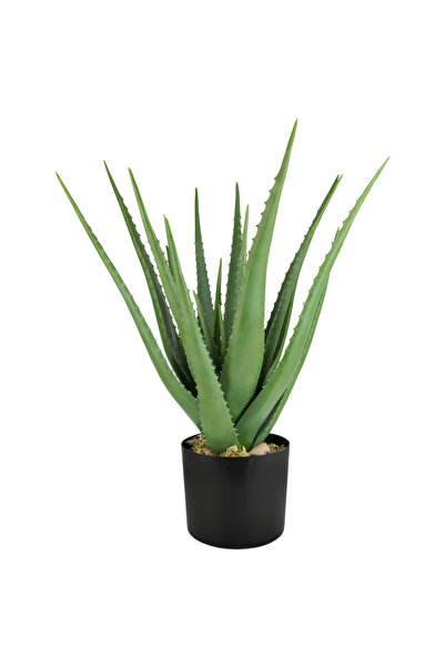 Tunç Botanik Aloe vera – Sarı sabır