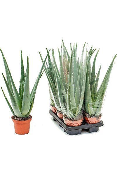 Tunç Botanik Aloe vera – Sarı sabır