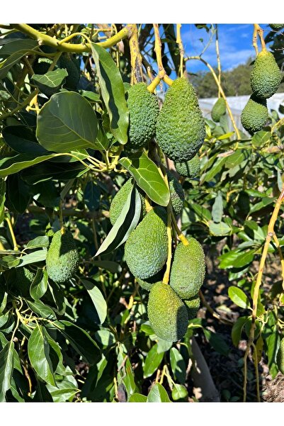 ARI ORGANIC Avokado 1kg taze hasat yerli avokado