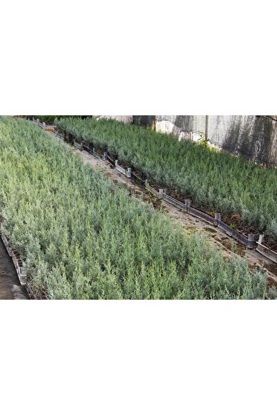 Tunç Botanik MAVİ SERVİ - AŞILI ÇİT BİTKİSİ (ARİZONA SERVİSİ)