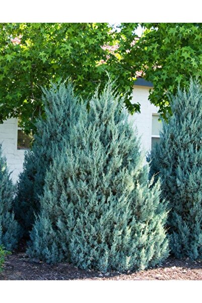 Tunç Botanik MAVİ SERVİ - AŞILI ÇİT BİTKİSİ (ARİZONA SERVİSİ)