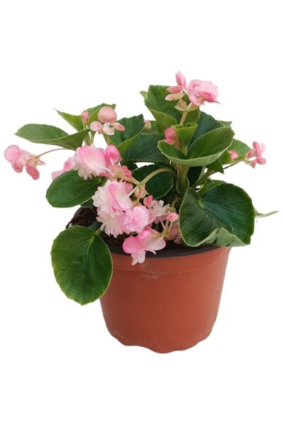 Mimoza Bitki Market Begonia (Begonya Çiçeği) Açık Pembe 10-20 cm