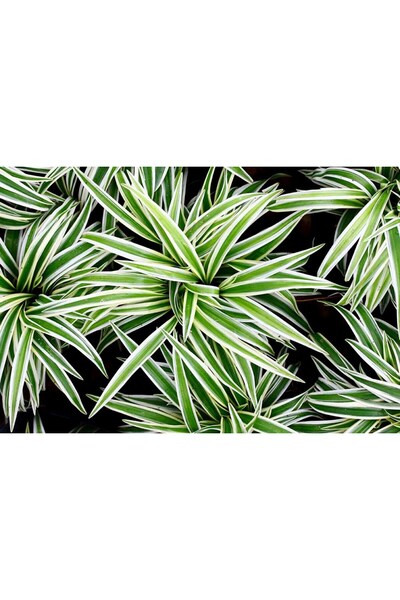 Alacalı Kurdele Çiçeği Fidanı 10-20 cm