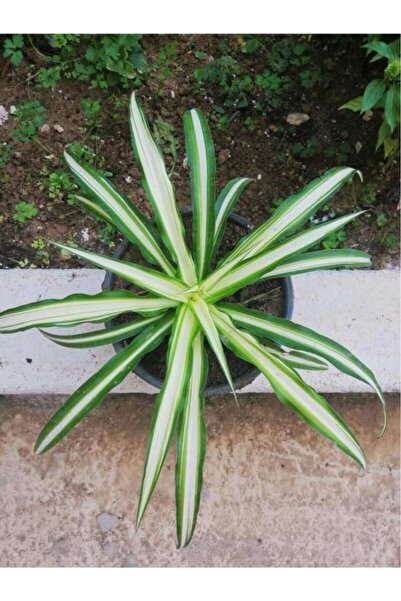 Genel Markalar Kurdela Kordela Salon Çiçeği 10-20 Cm