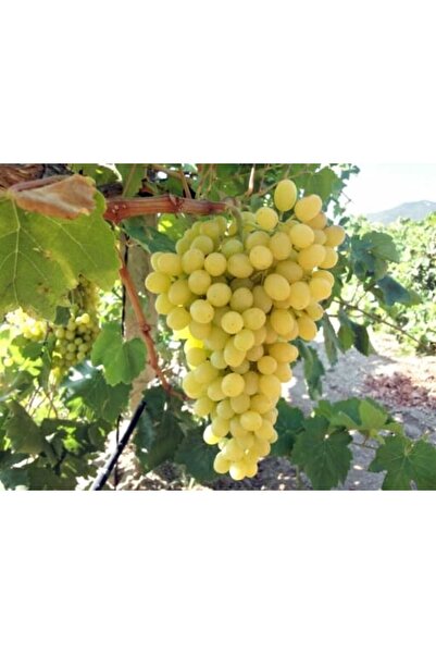 Tunç Botanik Sultaniye Çekirdeksiz Üzüm Fidanı 2 Yaş Tüplü