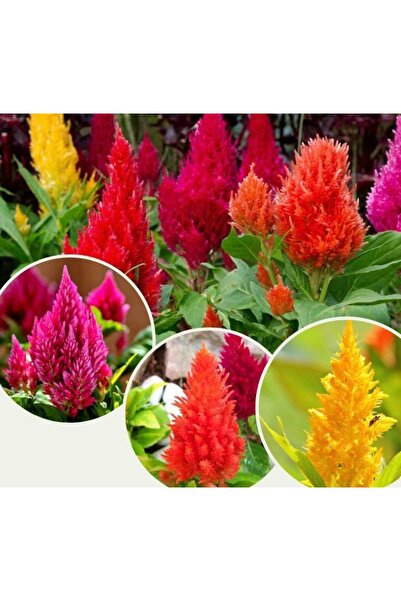 megcito HOROZ İBİĞİ PÜSKÜL ( ÇOKLU TOHUM ) - 200 Tohum - KARIŞIK Renk