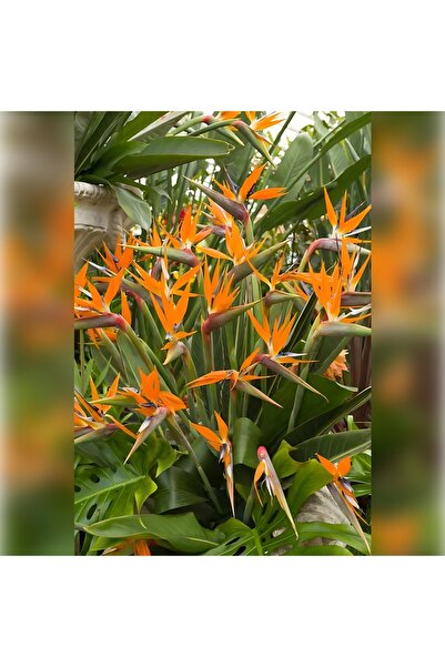 Genel Markalar STARLİÇE ( CENNET KUŞU Strelitzia 100-120cm )