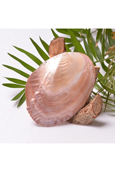 Taş Sandığı Sedef Taşı Tabak - Deniz Kabuğu - 13 cm