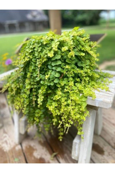 serada decor & plant Zemin Örtücü Sarı Kız Çiçeği 1 Adet Makrome Saksılı 20-4...