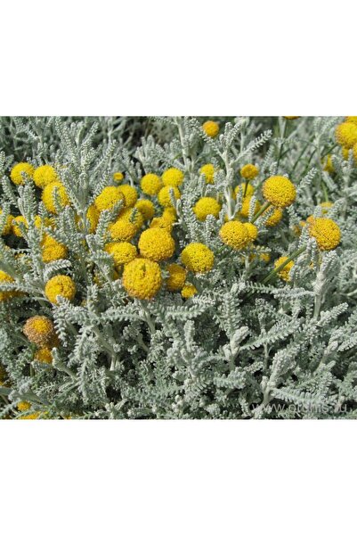 Tunç Botanik Lavantin Kokulu Çiçekli Çok Yıllık Bitki