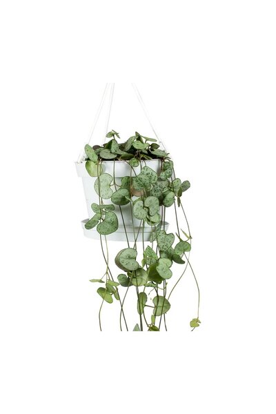 tnc garden groups Kalp Kalbe Karşı Çiçeği – Ceropegia Woodii