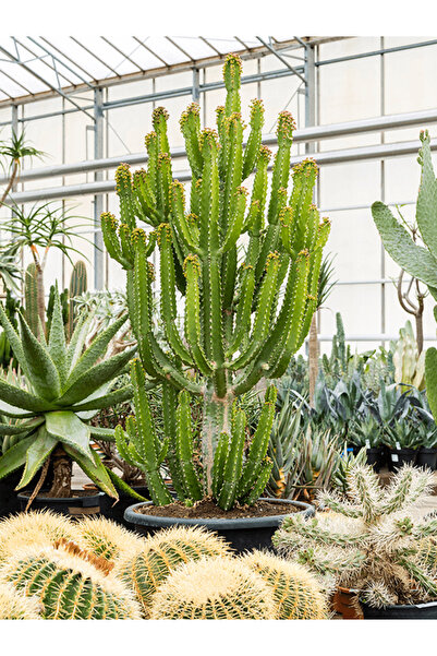 tnc garden groups Süt Ağacı – Euphorbia trigona