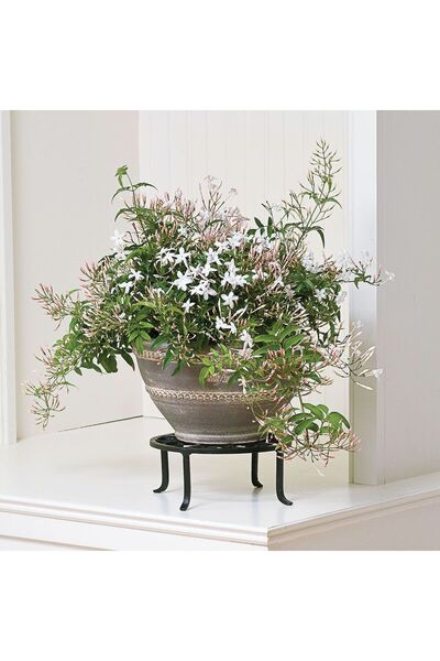 tnc garden groups Jasminum polyanthum – Çin Yasemini