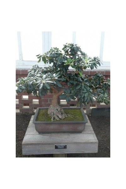 tnc garden groups Bonsai Yıldız Çalısı Pitosporum 3 Adet