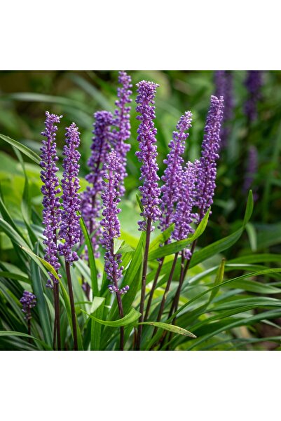 tnc garden groups Çim Zambağı 'Liriope Muscari' 3'lü Set