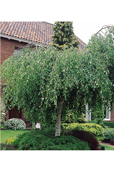 tnc garden groups Huş Ağacı Betula Pendula