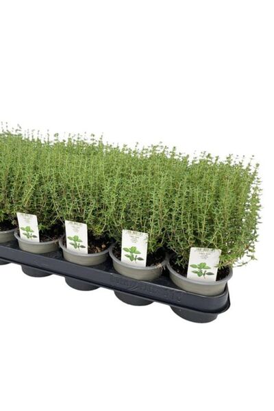 tnc garden groups Kekik - Thymus vulgaris 10 Adet