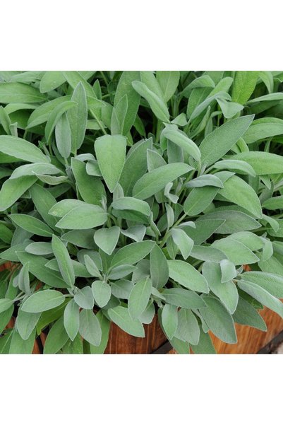 tnc garden groups Adaçayı – Salvia Officinalis – Tıbbi Adaçayı 30 Adet
