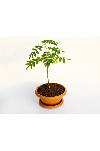 tnc garden groups Bonsai Mor Salkım
