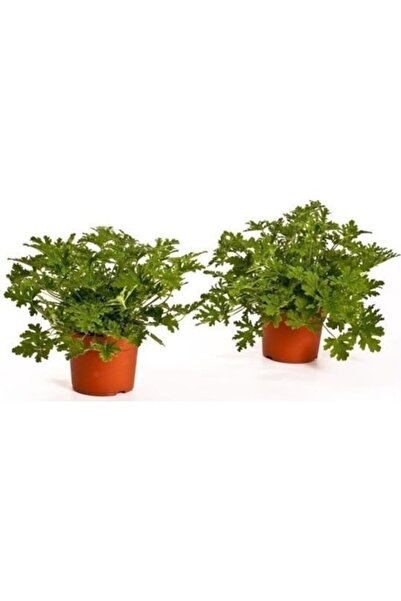 Mimoza Bahar Yeşili Itır Çiçeği Fidanı 2 Adet 10-20 cm