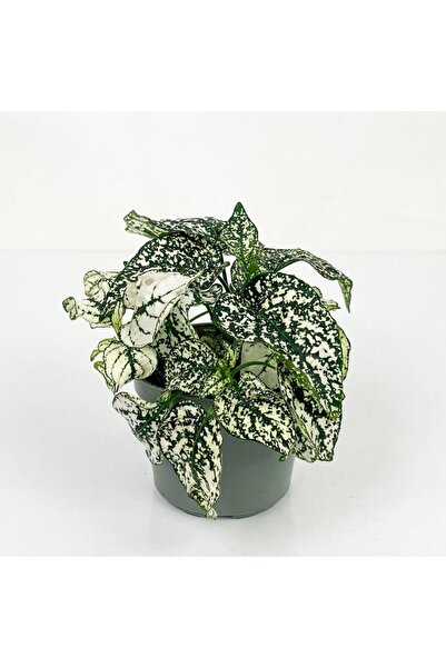 Mimoza Bitki Market Hypoestes Phyllostachya Hostes Çiçeği Beyaz