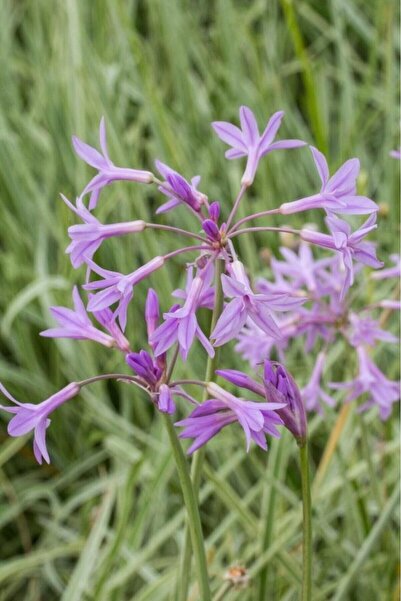 Bitkim Sende Sarımsak Çiçeği Sosyete Sarımsağı 3 Adet