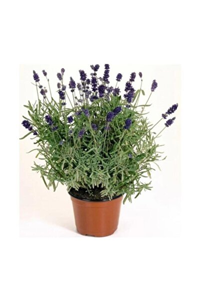 Viens Garden Lavanta Çiçeği Fidanı Fidesi 10-20 cm